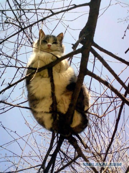 15 мест, в которых неожиданно можно обнаружить котэ