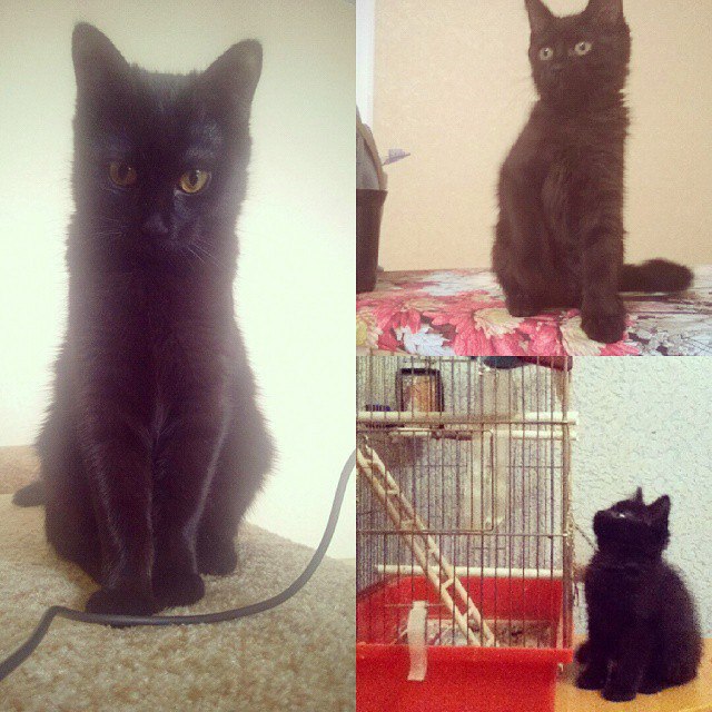 Про моего котика: нежного, злого, вредного