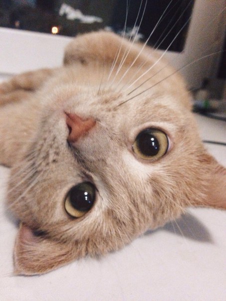 Этот ВЗГЛЯД!