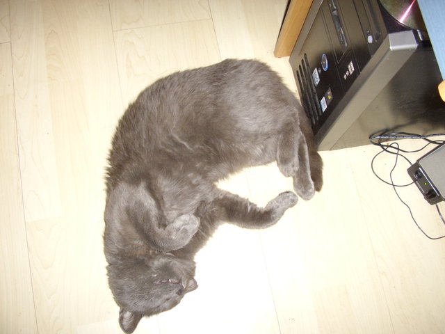 Котомет на вторник (18.12.2007)