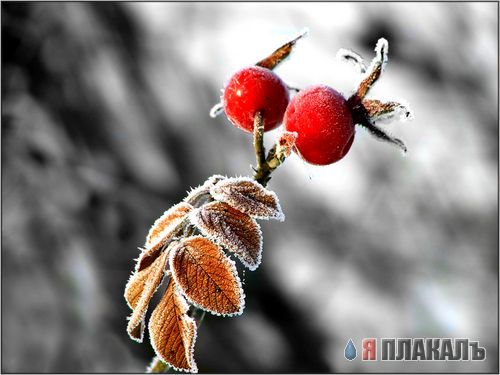 Макросъемка природы