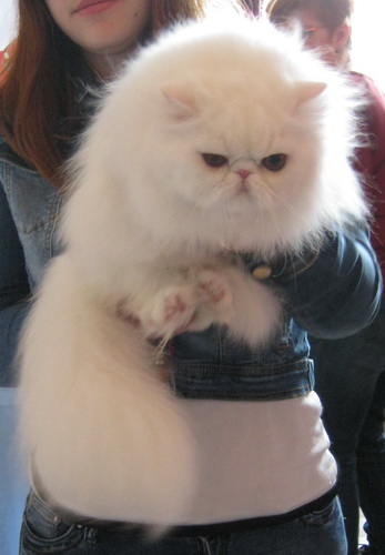 Коты из сети