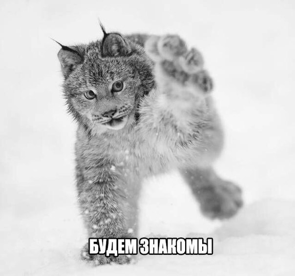 Самые смешные животные