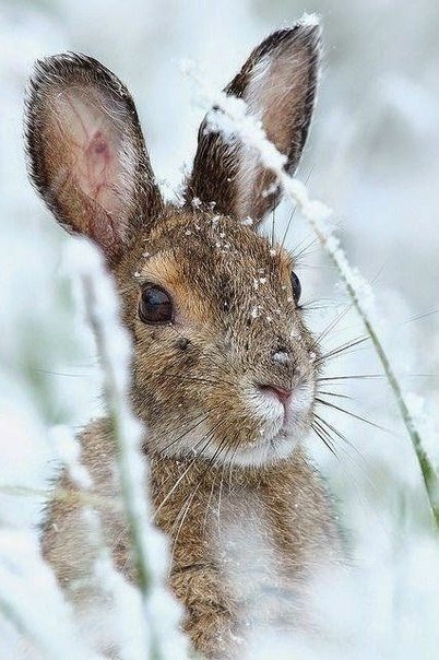 Самые смешные животные