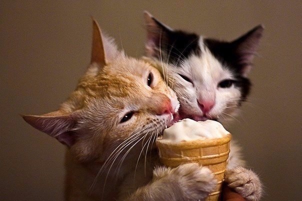 Коты и Кошки