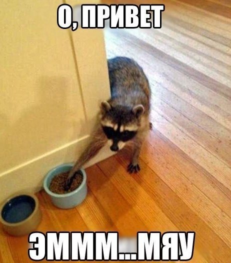 Подборка забавных животных