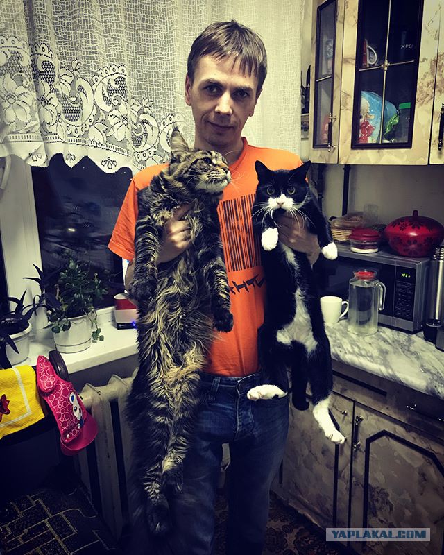 А не открыть бы нам котовторник 03.04.2018