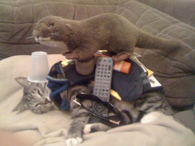 Прикольных котов пост