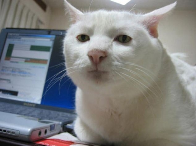 Ненавижу кота