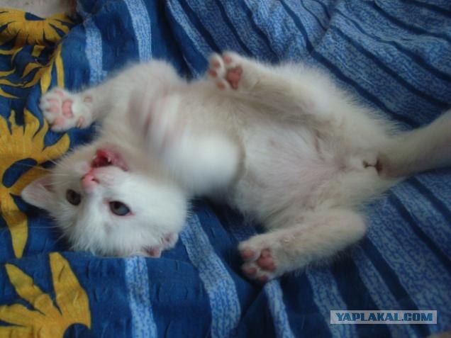 Котовторник на ЯПлакалъ (15.07.2008)