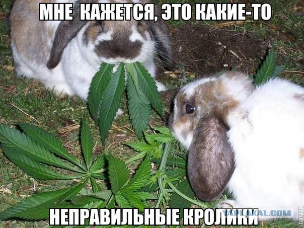 Смешные комментарии из социальных сетей 13.07.2018