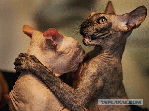 Кошачий язык