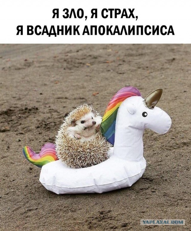 Да они же там все наркоманы!