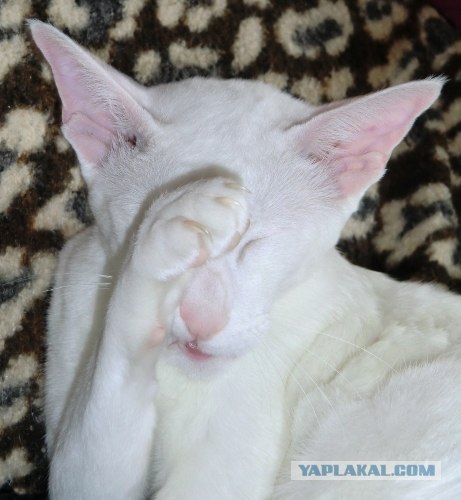 Котовторник! 08.11.11