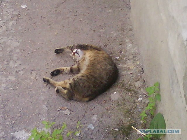 Котовторник 13.12.11 - магическе числа