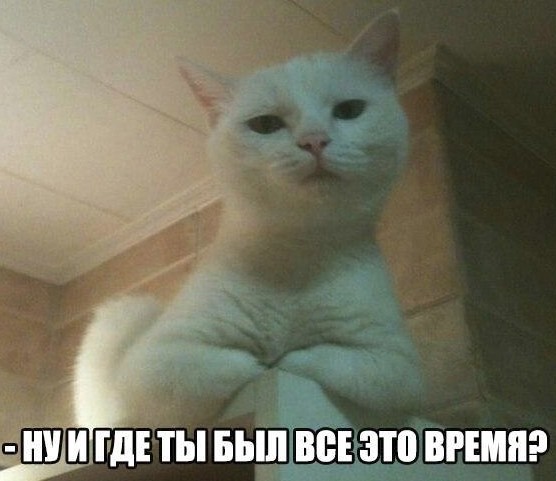 Какой кот подойдет вам по знаку Зодиака