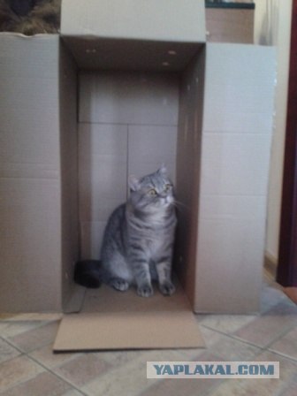 Котовторник 17.04.2012