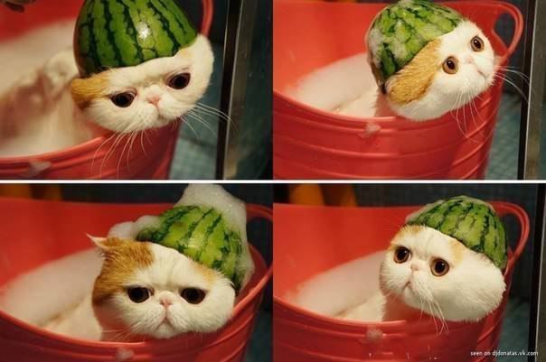 Котовторник  28.08.12