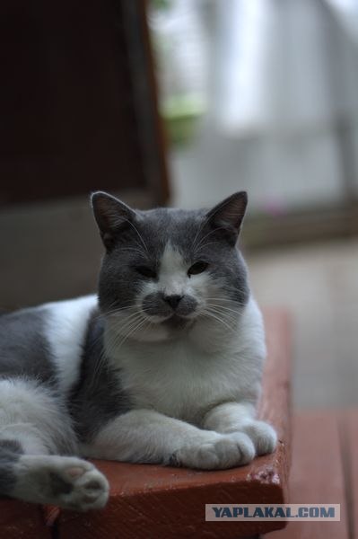 Котовторник 11.09.2012