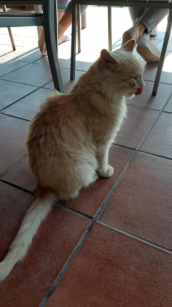 Котовторник *новогодний* 31/12/2019