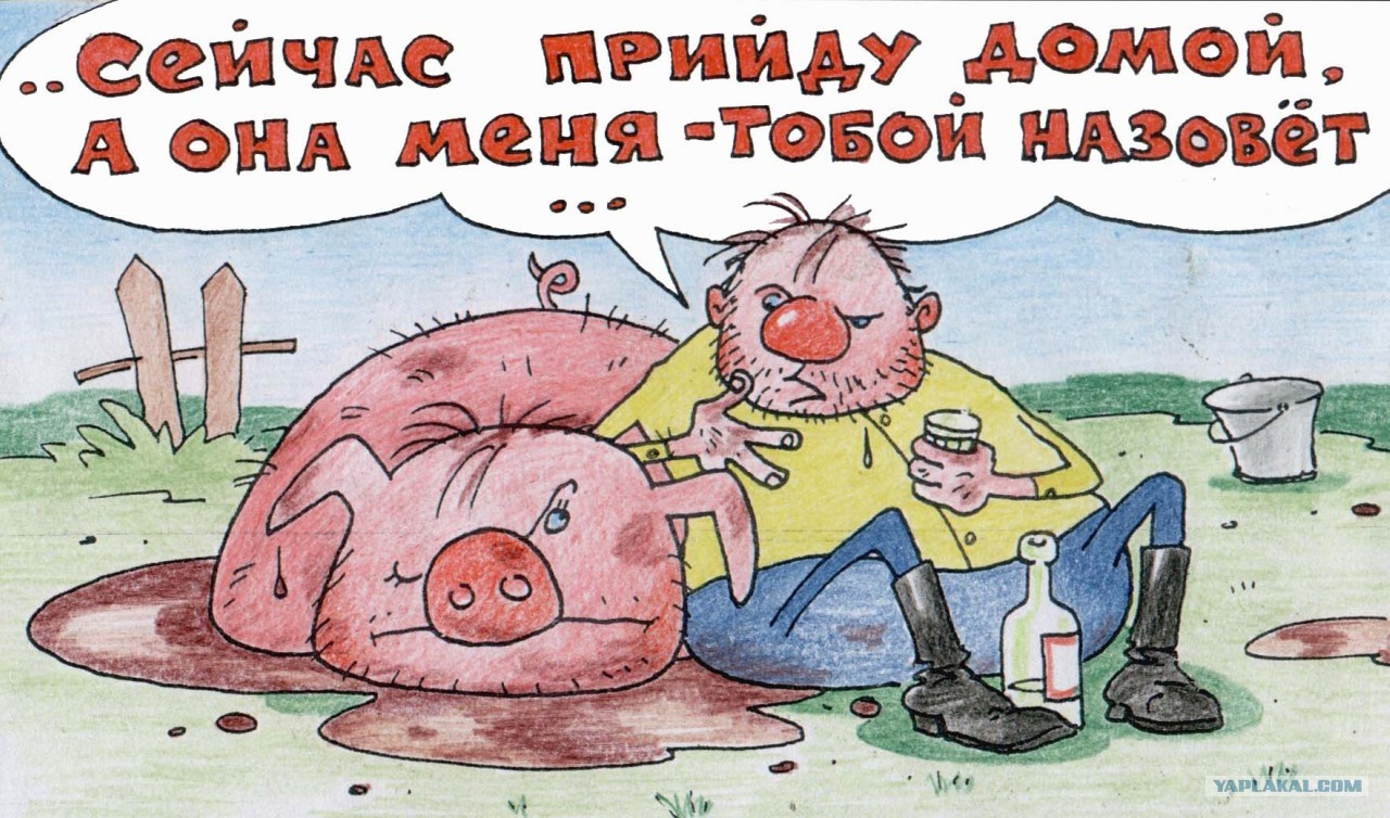 У свиньи день рождения