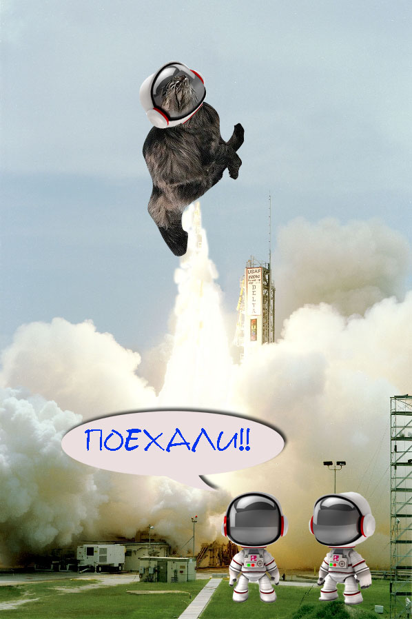 Быстрый кот