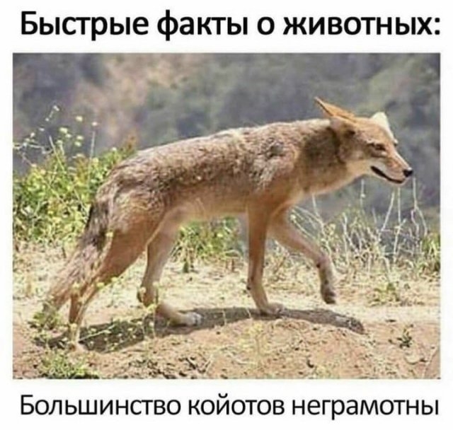 Картинки и мемы для настроения 015