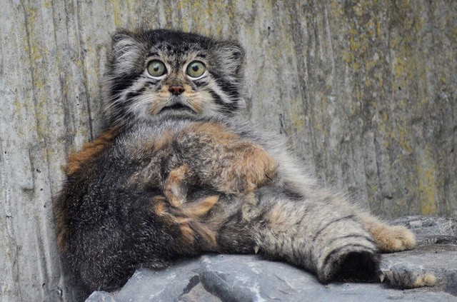 Котю дразнят