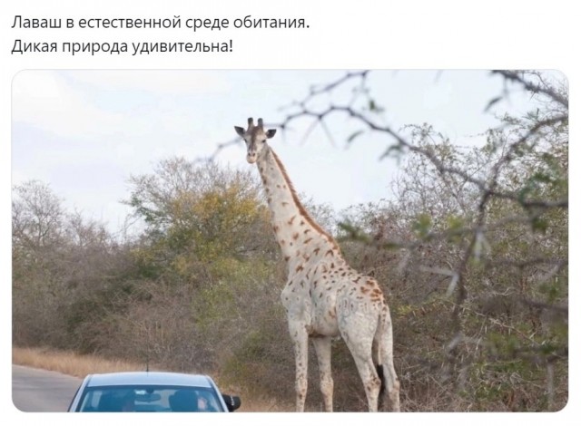 Так себе картинки 17.06.23