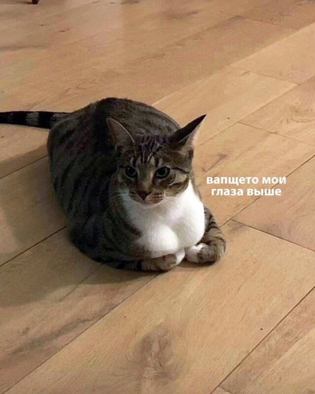 Котомемы 29.09.23