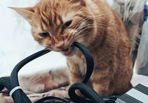 Кошку можно найти где угодно!