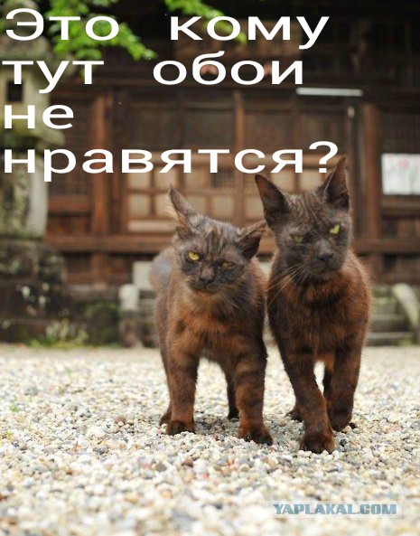 Обои криво поклеены