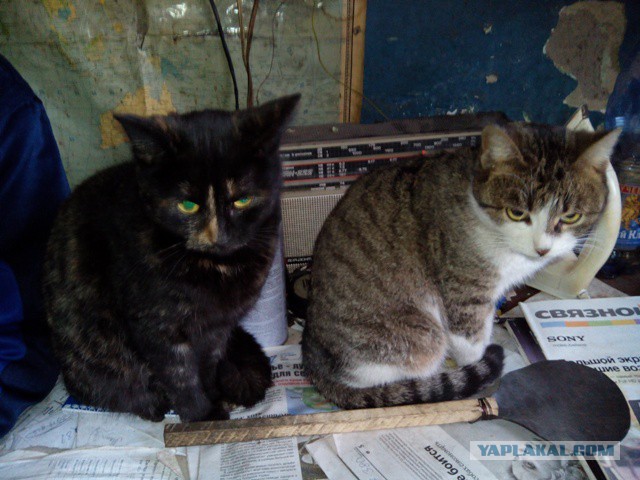 Котовторник  28.01.14