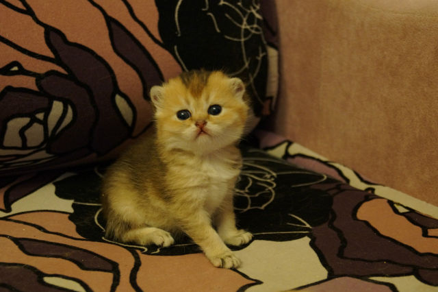 Котовторник 4.02.2014