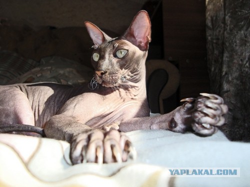 Всё, мне походу пистец!