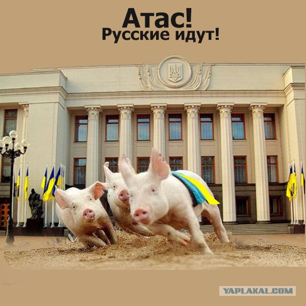 Яценюк в ШОКЕ!