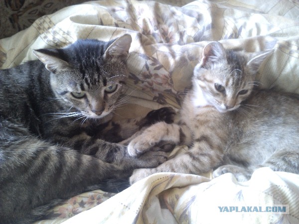 Котовторник 09.09.2014
