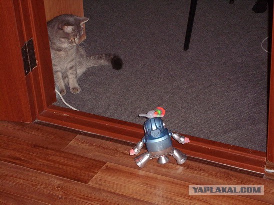 Котовторник