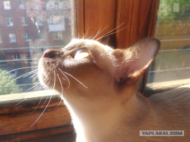 Котовторник  21.07.2015