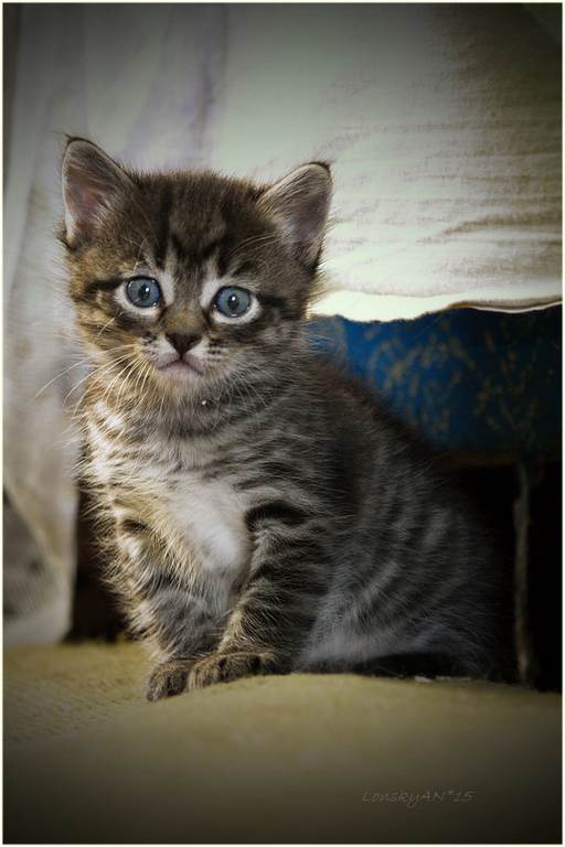 Котовторник наступил!:)