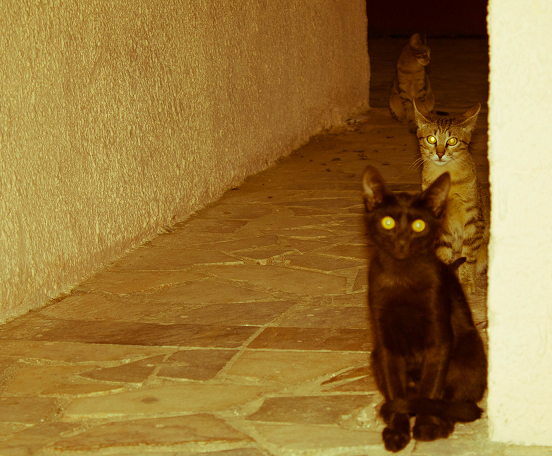 Котовторник 29-09-2015,