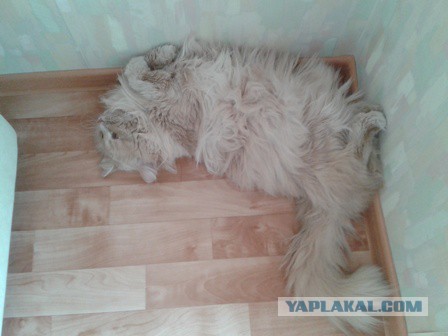 Котовторник 06.10.2015
