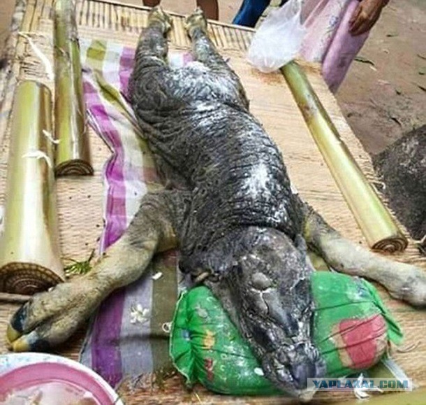 В Таиланде родился гибрид буйвола и крокодила