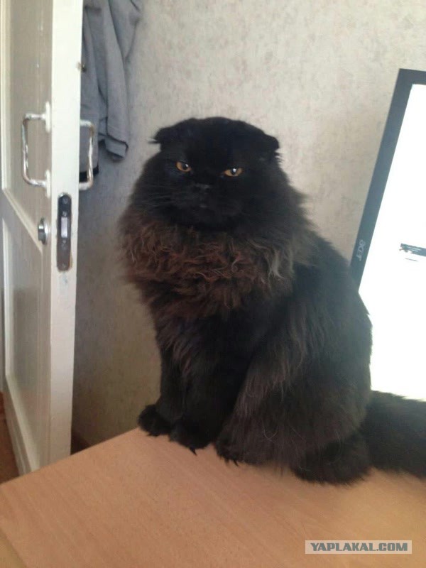 Котовторник - начало