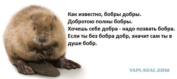 Бобер психанул