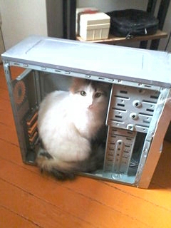 Кошачьи дела