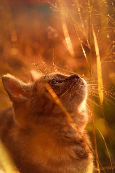 Коты и Кошки