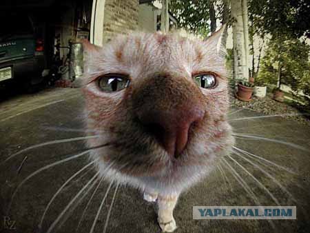 Коты на вторник на ЯПлакалъ (07.10.2008)