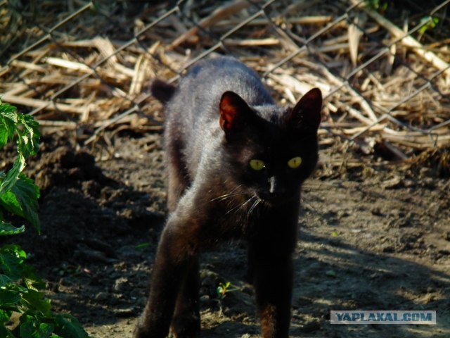 Котовторник так котовторник!