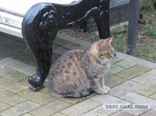 Котовторник 13.12.11 - магическе числа